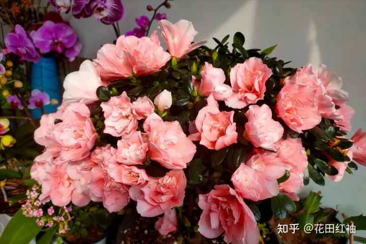 养花黄叶子怎么办，网络盛传8种“养花小妙招”，一顿操作白忙活，黄叶又烂根