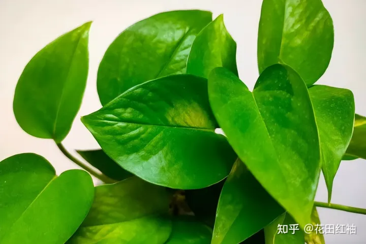 养花黄叶子怎么办，网络盛传8种“养花小妙招”，一顿操作白忙活，黄叶又烂根