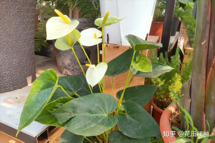 养花黄叶子怎么办，网络盛传8种“养花小妙招”，一顿操作白忙活，黄叶又烂根
