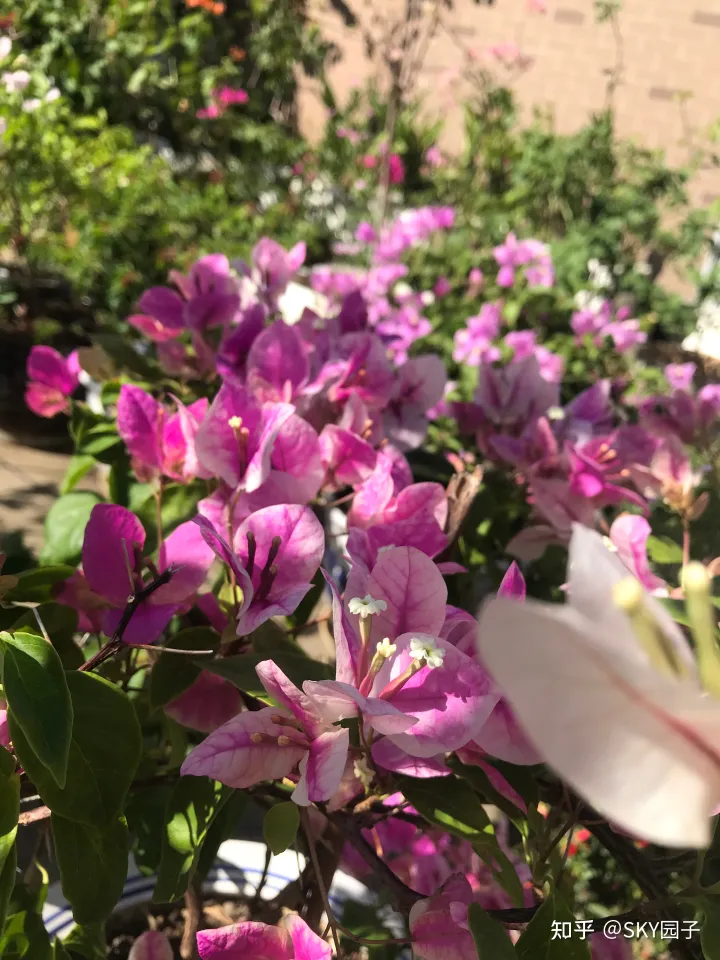 一帆风顺花咋养,花怎么养?