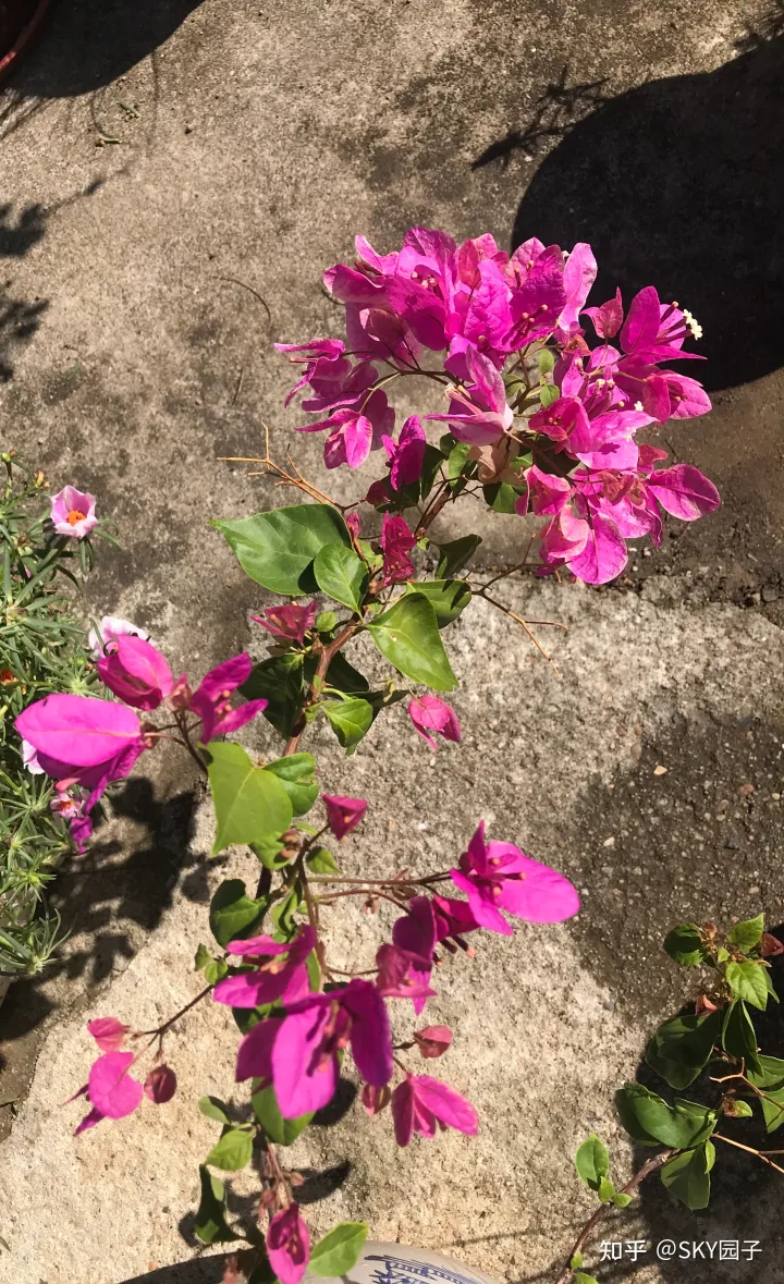 一帆风顺花咋养,花怎么养?