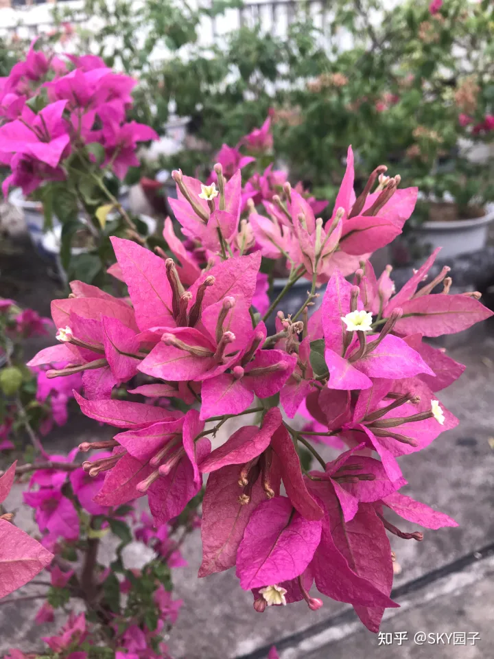 一帆风顺花咋养,花怎么养?