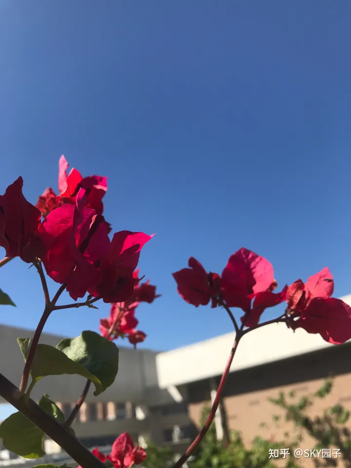 一帆风顺花咋养,花怎么养?