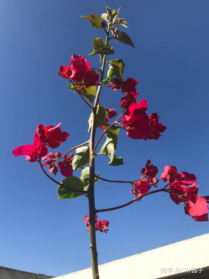 一帆风顺花咋养,花怎么养?