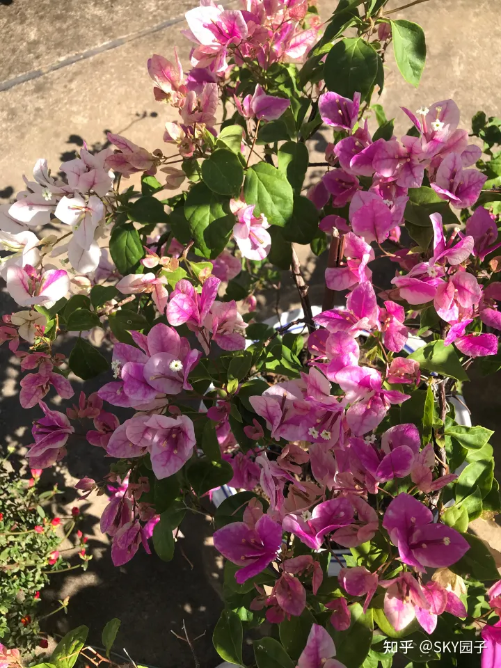 一帆风顺花咋养,花怎么养?