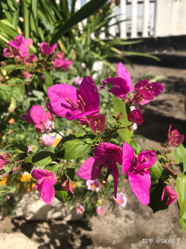 一帆风顺花咋养,花怎么养?