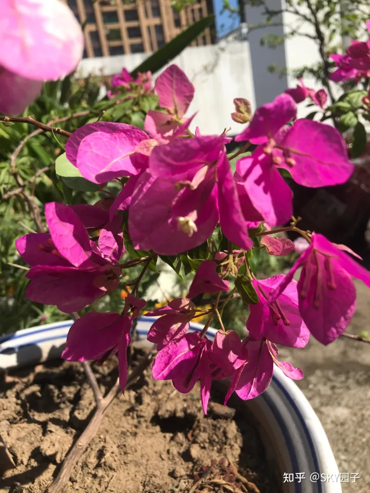 一帆风顺花咋养,花怎么养?