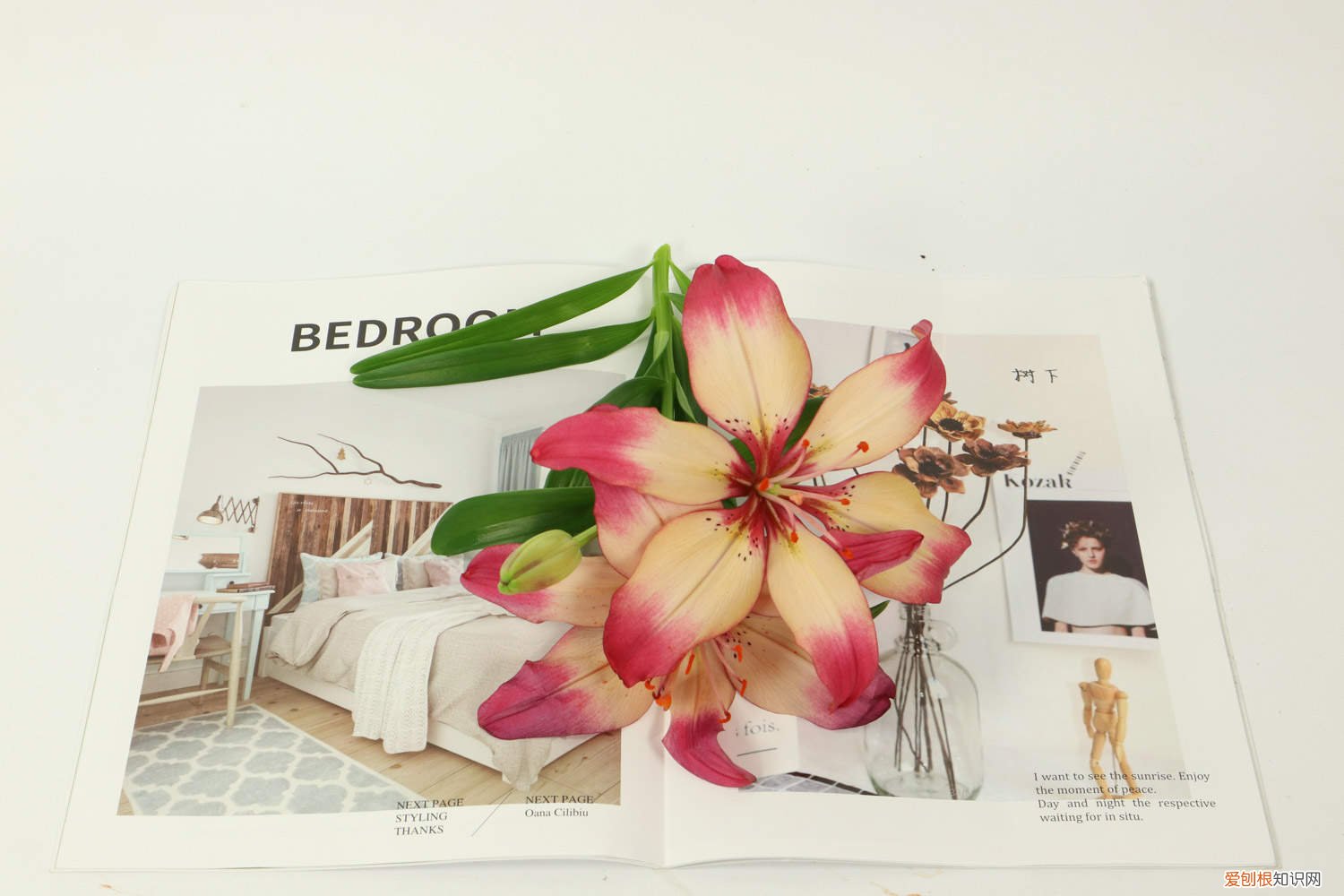 百合盆栽开花后怎么办视频 百合盆栽开花后怎么办