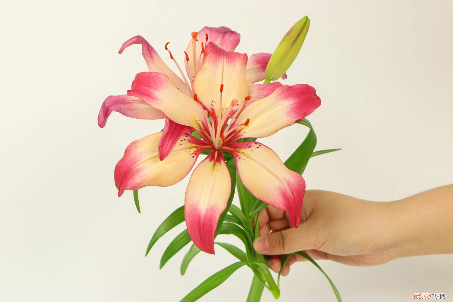 百合盆栽开花后怎么办视频 百合盆栽开花后怎么办