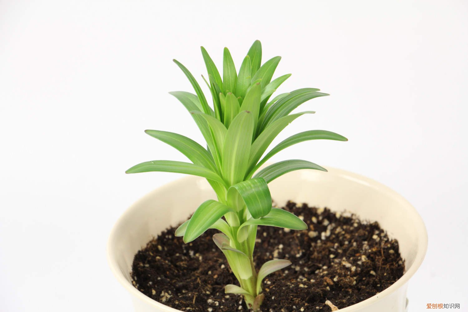 百合盆栽开花后怎么办视频 百合盆栽开花后怎么办