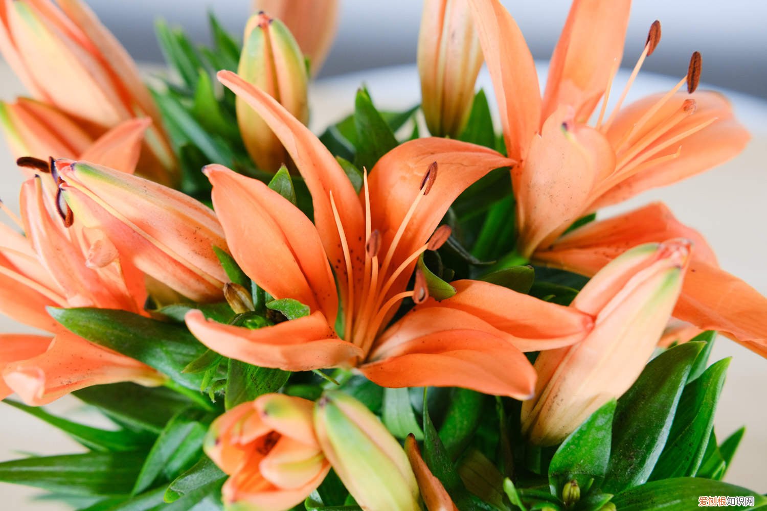 百合花开完以后怎么处理? 百合花开完花怎么处理