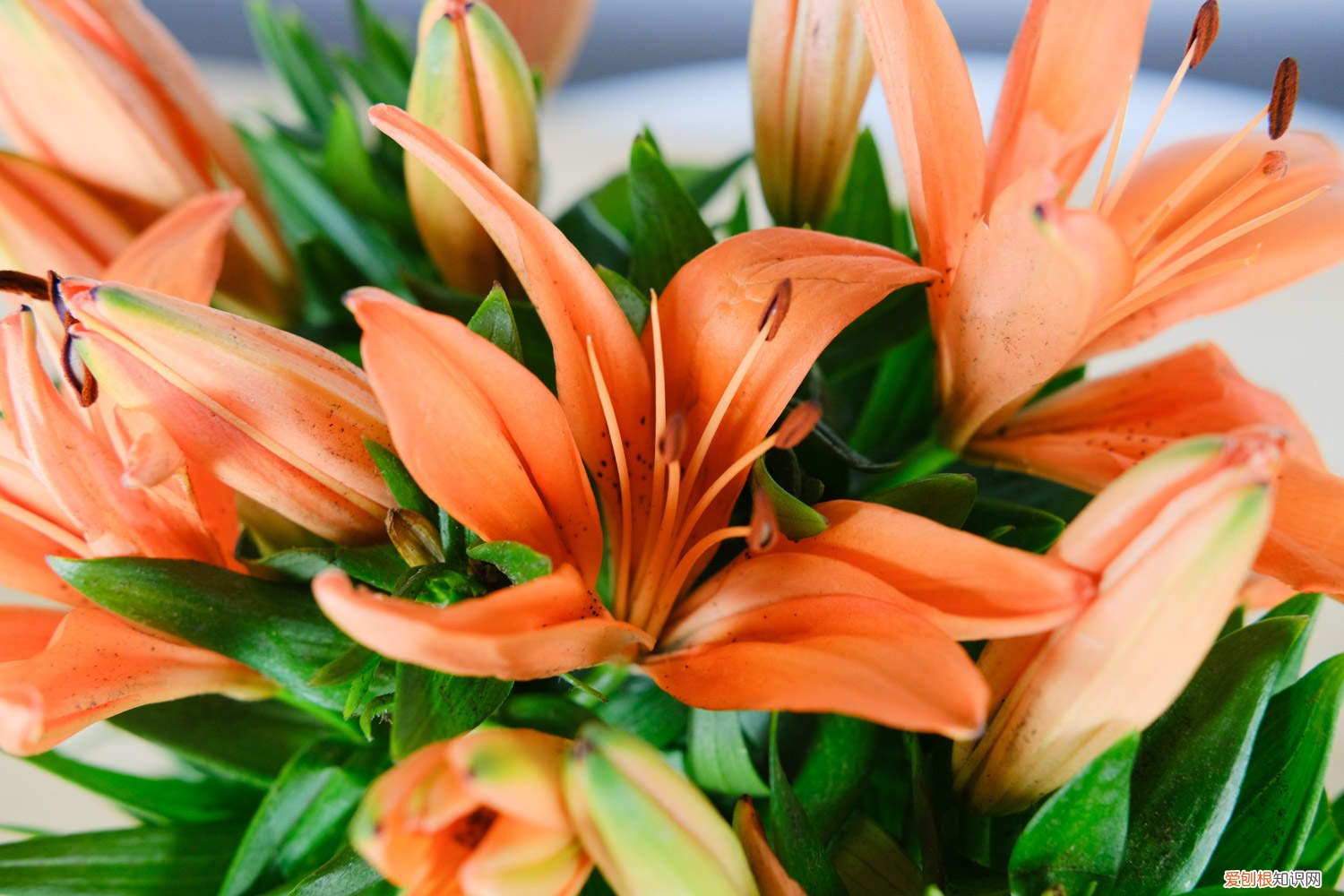 百合花开完以后怎么处理? 百合花开完花怎么处理