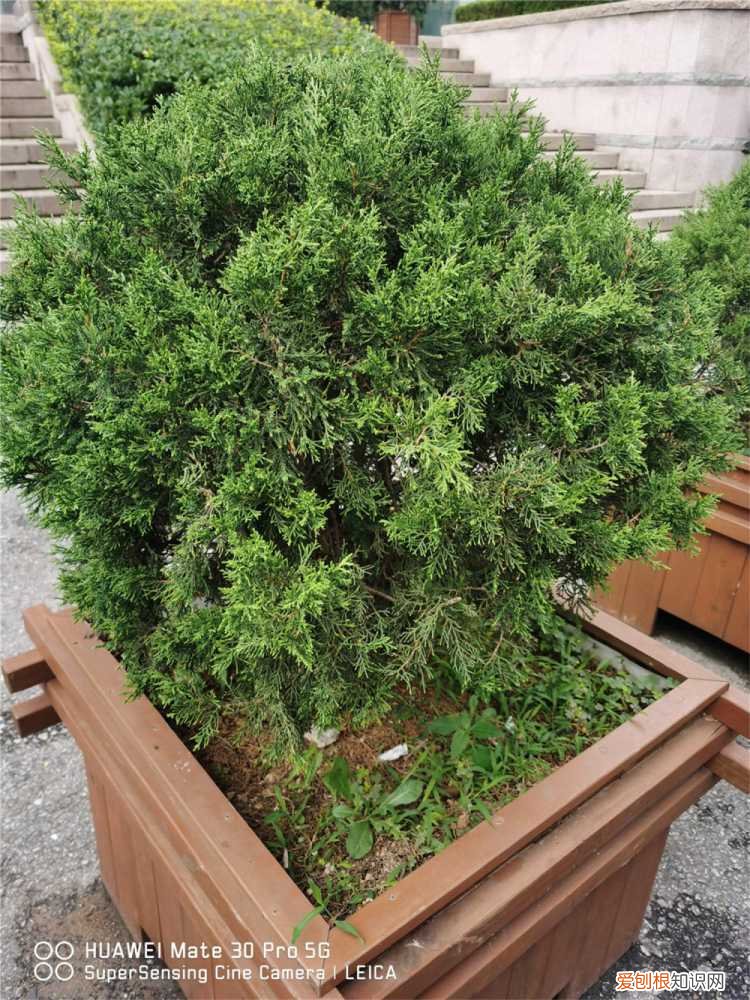 柏树扦插繁殖方法和时间 柏树扦插时间与方法