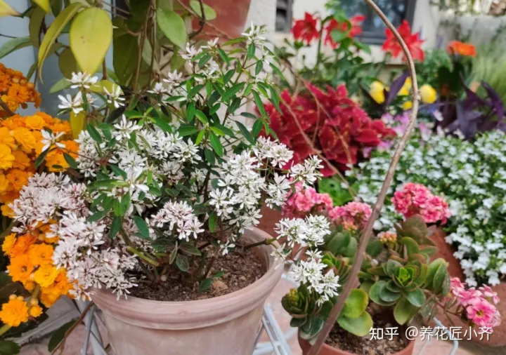 花卉烂根如何处理，养花难题3招解决，新手掌握好，杜绝烂根和烂叶