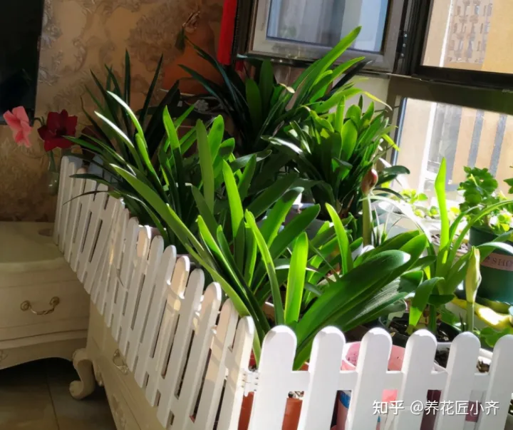 花卉烂根如何处理，养花难题3招解决，新手掌握好，杜绝烂根和烂叶