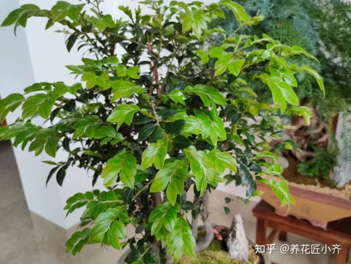 花卉烂根如何处理，养花难题3招解决，新手掌握好，杜绝烂根和烂叶