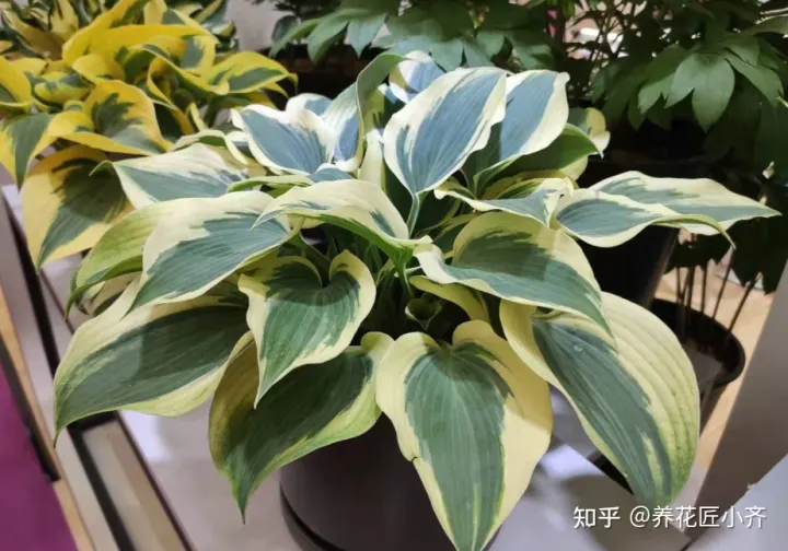 花卉烂根如何处理，养花难题3招解决，新手掌握好，杜绝烂根和烂叶