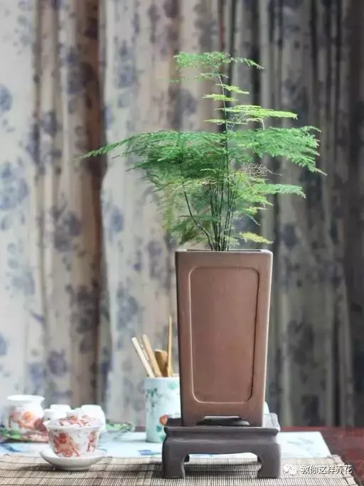 室内养文竹好不好，文竹好处多，居家必备！