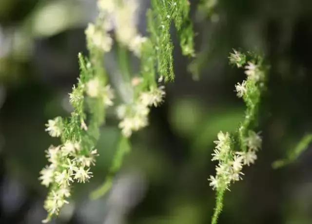 室内养文竹好不好，文竹好处多，居家必备！