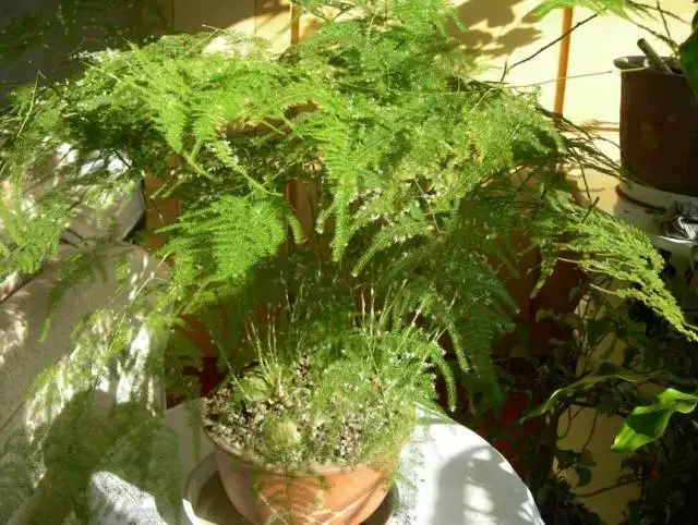 室内养文竹好不好，文竹好处多，居家必备！