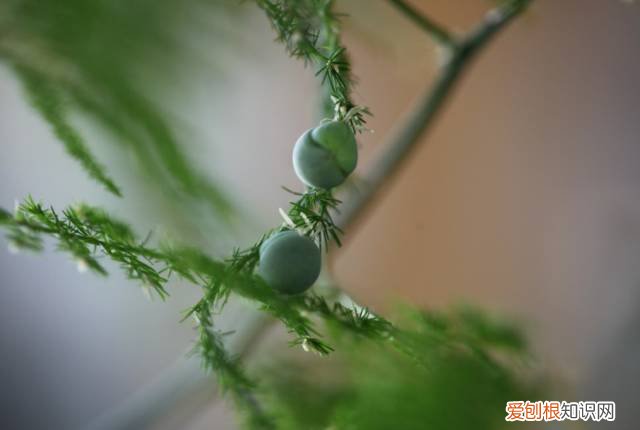 室内养文竹好不好，文竹好处多，居家必备！