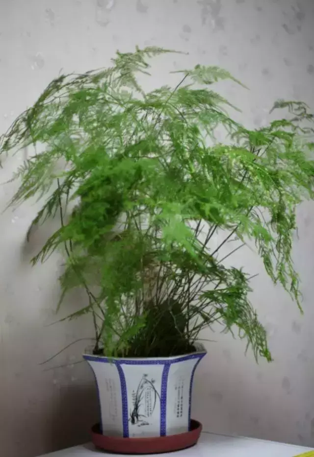 室内养文竹好不好，文竹好处多，居家必备！