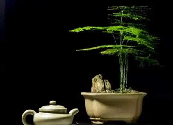 室内养文竹好不好，文竹好处多，居家必备！