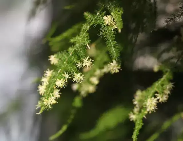 室内养文竹好不好，文竹好处多，居家必备！