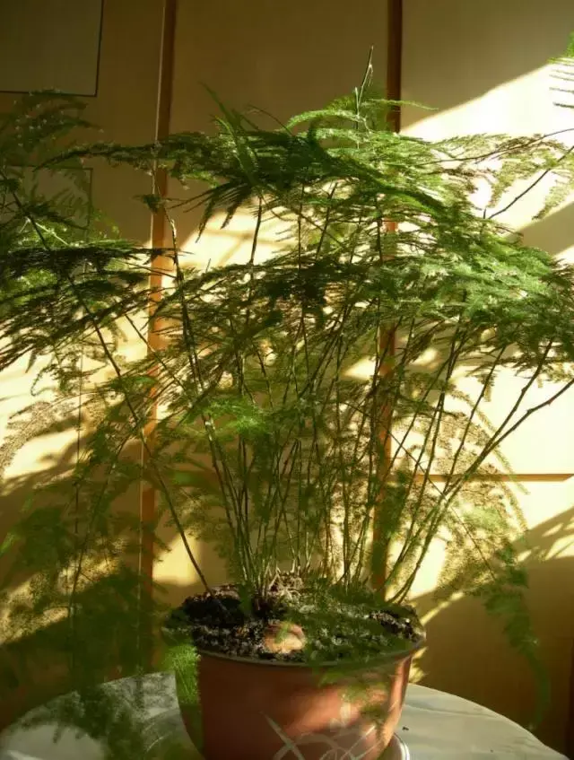 室内养文竹好不好，文竹好处多，居家必备！