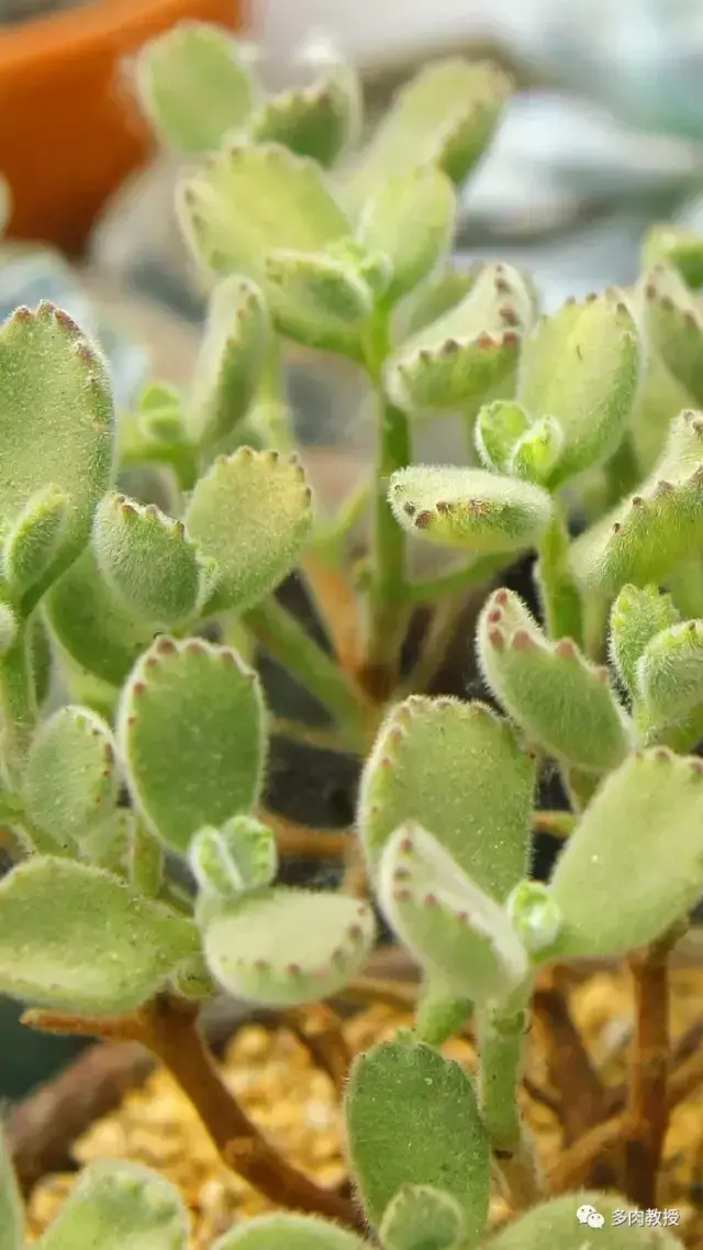 多肉的遭遇，多肉新闻第64期 好想带一盆这么可爱的多肉回家呀！