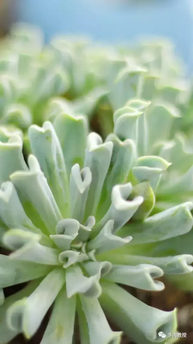 多肉的遭遇，多肉新闻第64期 好想带一盆这么可爱的多肉回家呀！