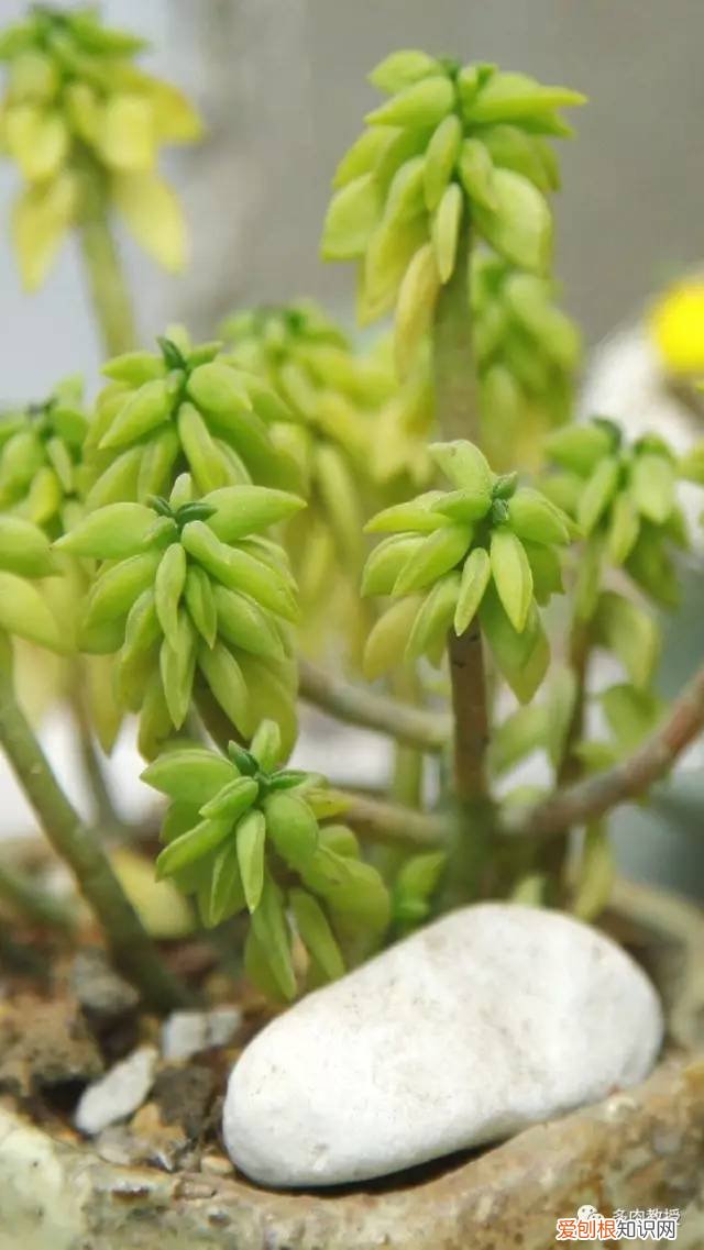 多肉的遭遇，多肉新闻第64期 好想带一盆这么可爱的多肉回家呀！