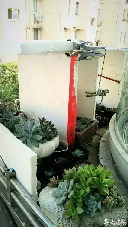 多肉的遭遇，多肉新闻第64期 好想带一盆这么可爱的多肉回家呀！