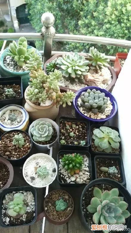 多肉的遭遇，多肉新闻第64期 好想带一盆这么可爱的多肉回家呀！