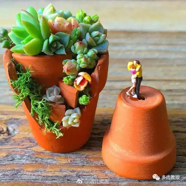 多肉的遭遇，多肉新闻第64期 好想带一盆这么可爱的多肉回家呀！