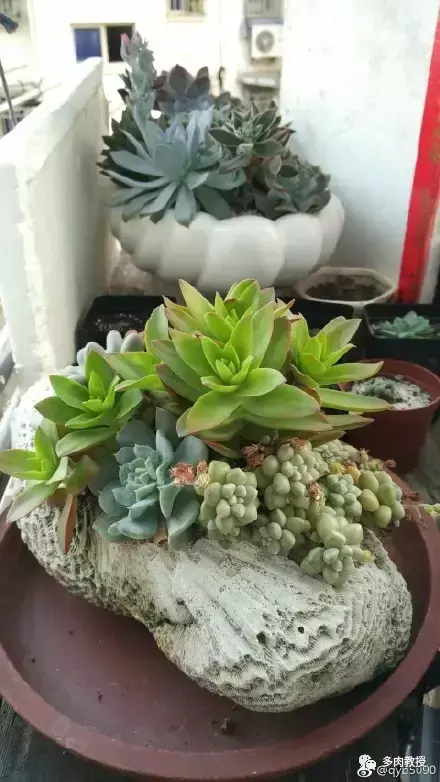 多肉的遭遇，多肉新闻第64期 好想带一盆这么可爱的多肉回家呀！