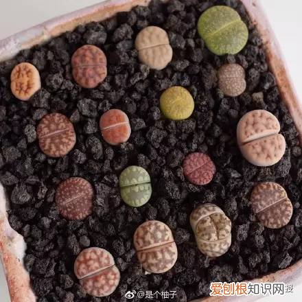 多肉的遭遇，多肉新闻第64期 好想带一盆这么可爱的多肉回家呀！