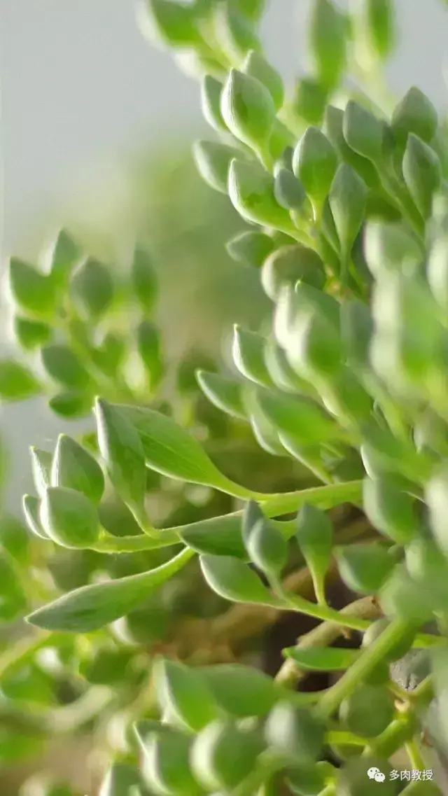 多肉的遭遇，多肉新闻第64期 好想带一盆这么可爱的多肉回家呀！
