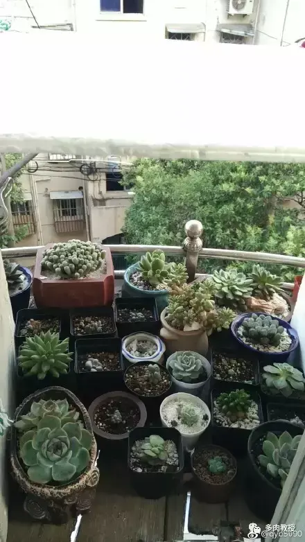 多肉的遭遇，多肉新闻第64期 好想带一盆这么可爱的多肉回家呀！