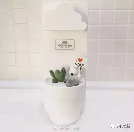 多肉的遭遇，多肉新闻第64期 好想带一盆这么可爱的多肉回家呀！