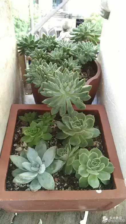 多肉的遭遇，多肉新闻第64期 好想带一盆这么可爱的多肉回家呀！