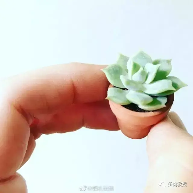 多肉的遭遇，多肉新闻第64期 好想带一盆这么可爱的多肉回家呀！