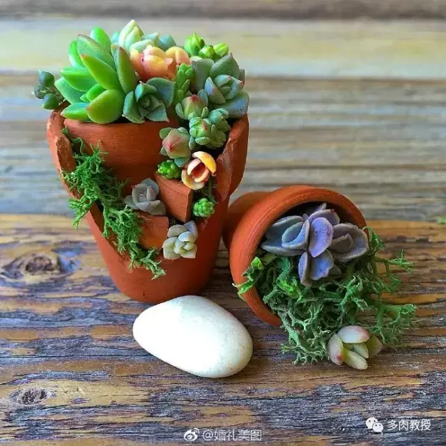 多肉的遭遇，多肉新闻第64期 好想带一盆这么可爱的多肉回家呀！
