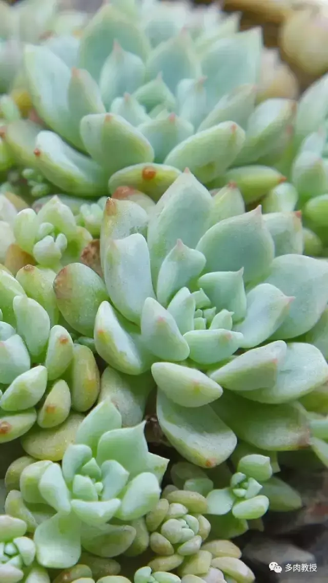 多肉的遭遇，多肉新闻第64期 好想带一盆这么可爱的多肉回家呀！