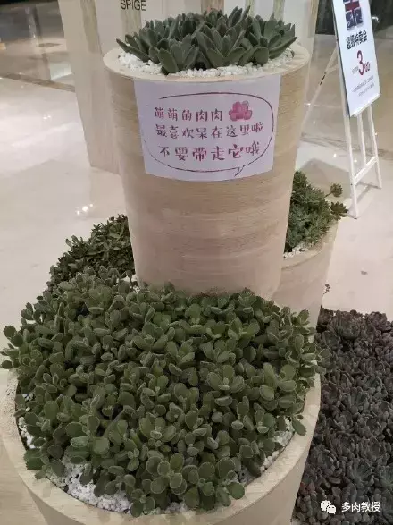 多肉的遭遇，多肉新闻第64期 好想带一盆这么可爱的多肉回家呀！