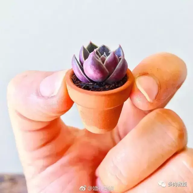 多肉的遭遇，多肉新闻第64期 好想带一盆这么可爱的多肉回家呀！