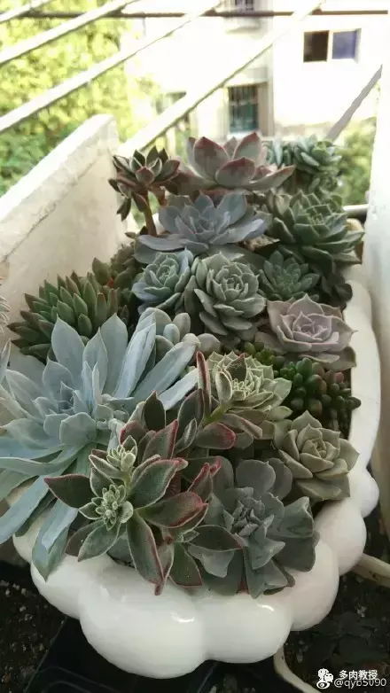 多肉的遭遇，多肉新闻第64期 好想带一盆这么可爱的多肉回家呀！