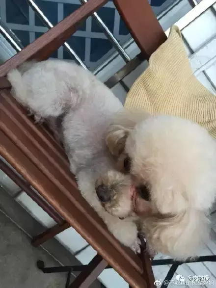 多肉的遭遇，多肉新闻第64期 好想带一盆这么可爱的多肉回家呀！