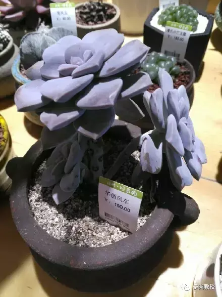 多肉的遭遇，多肉新闻第64期 好想带一盆这么可爱的多肉回家呀！