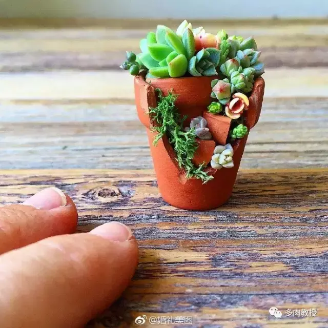 多肉的遭遇，多肉新闻第64期 好想带一盆这么可爱的多肉回家呀！